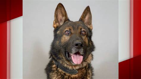 North Carolina Police K9 ‘Boss’ dies after sudden illness | WBTW