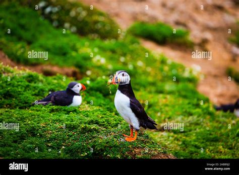 Atlantic Puffin with grass in beak Stock Photo - Alamy