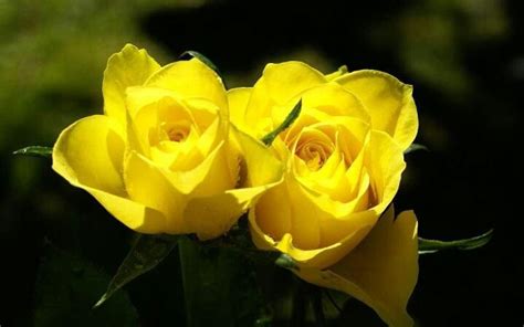 Two Yellow Roses | Yellow roses, Rose flower wallpaper, Yellow rose flower