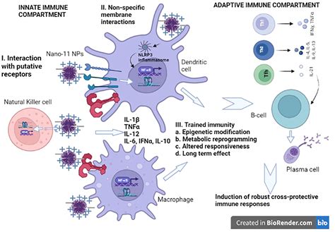 Frontiers | Alpha-D-glucan-based vaccine adjuvants: Current status and ...