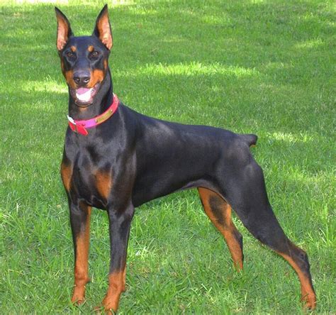 Black #Doberman | Black doberman, Doberman, Doberman dogs