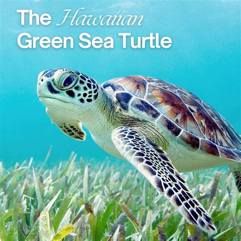 Hawaiian green sea turtle - Poipu365