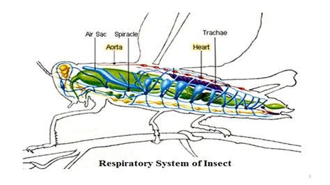 rasheeda: Respiration in insect... | Systems biology, Science boards, Respiratory system