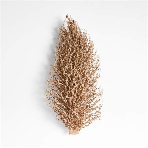 Tocha Olimpica Dried Botanical + Reviews | Crate & Barrel