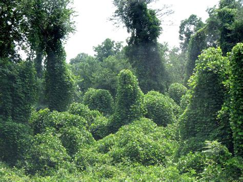 Kudzu is edible. Why aren’t we eating it?