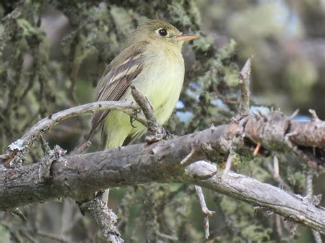 A flycatcher surprise and other Saskatchewan Atlas highlights for 2020 - Birds Canada | Oiseaux ...