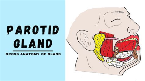 Parotid Gland Anatomy | Parotid gland, Gross anatomy, Anatomy