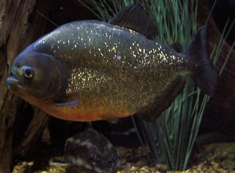 Red Bellied PIranha image - Free stock photo - Public Domain photo ...