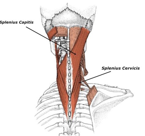 Cervical Motor Control Part 1 - Clinical Anatomy of Cervical Spine — Rayner & Smale