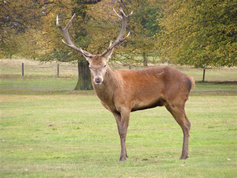 Angry Deer by The-LonePhotographer on DeviantArt