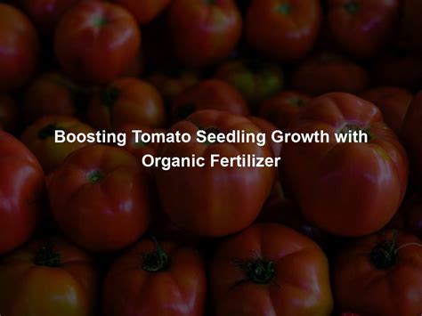 Boosting Tomato Seedling Growth with Organic Fertilizer - Organic Seed Finder