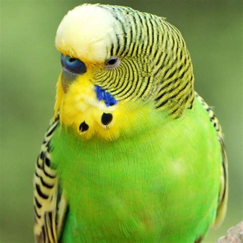 Scientists' Colorful Quest To Discover How Parrots Became Green