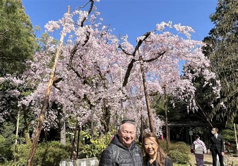 Kyoto during cherry blossoms period, sightseeing boat, cherry blossoms popular spots,tea ...