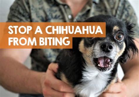 How to Stop a Chihuahua Biting: 12 Methods to Stop Puppy Bites