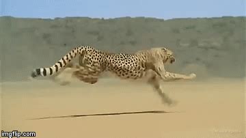 The fastest land animal is the Cheetah, which has a recorded speed of ...