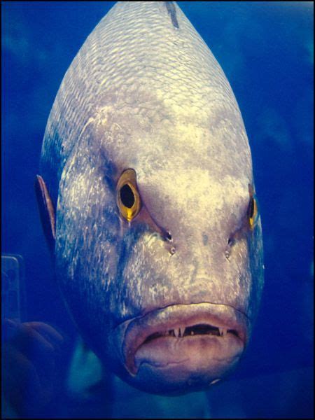 The Fish with Human Face Expressions (30 pics) - Izismile.com