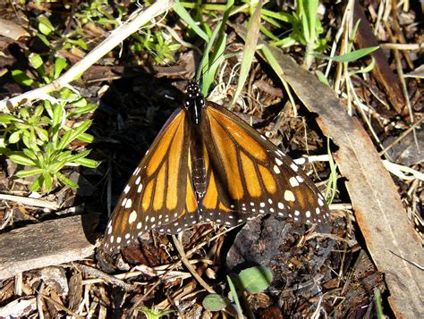 Morro Bay Wildlife Spotlight: Monarchs are back!