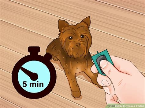 How to Train a Yorkie (with Pictures) - wikiHow