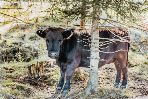 Mini Milking Cows: What Are Small Breed Milk Cows? - Rural Living Today