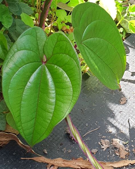 How to Grow Ube (Winged Yam) - Self Sufficient Me