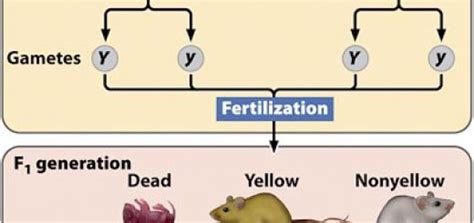 Genes interaction ( Non-mendelian characteristics ) | Science online