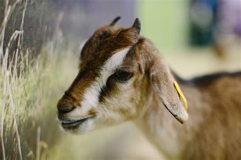 #eastershow #cute #animals #babyanimal | Animals beautiful, Farm animals, Easter show