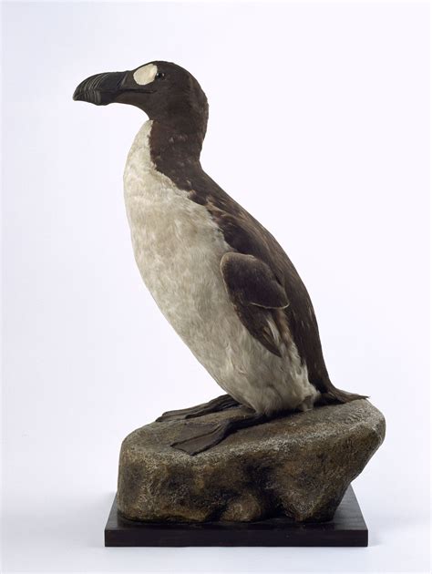 Great Auk (Pinguinus impennis). Taxidermy Specimen Number 8. Extinct ...