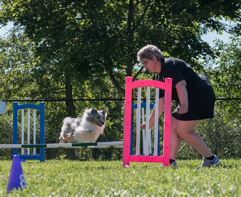 7 dog agility courses for your backyard – Free eBook