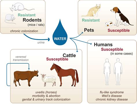 Frontiers | Host and Species-Specificities of Pattern Recognition Receptors Upon Infection With ...