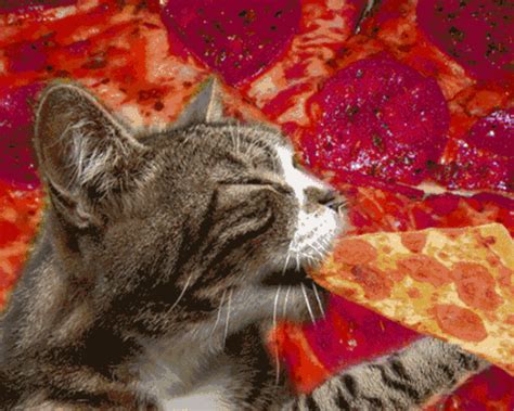 Trippy Cat Eating Pizza Pictures, Photos, and Images for Facebook, Tumblr, Pinterest, and Twitter