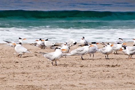 Torrance Beach – Beaches & Harbors