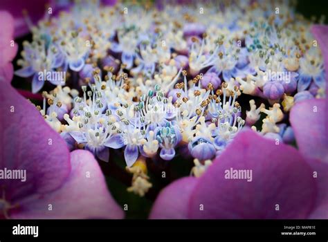 Hortensia bright colors in the garden Stock Photo - Alamy