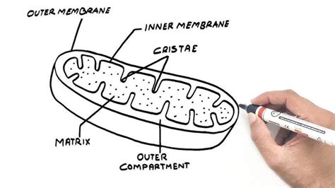 Mitochondria Diagram With Labels