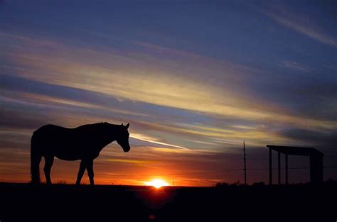 Sunset Ranch is a beautiful horse facility located just under the world famous Hollywood sign ...