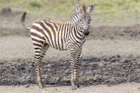 Common or Plains Zebra Foal Stock Image - Image of east, camera: 183394007