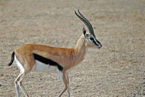 24 Wild Animals in Mali [Wildlife in Mali] - Kevmrc