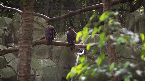 Golden Eagles In Zoo Habitat 1618910 Stock Video at Vecteezy