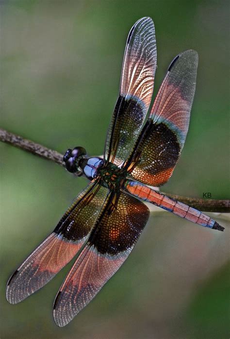 143 best Dragonfly room images on Pinterest | Dragon flies, Dragonflies and Colorful pictures