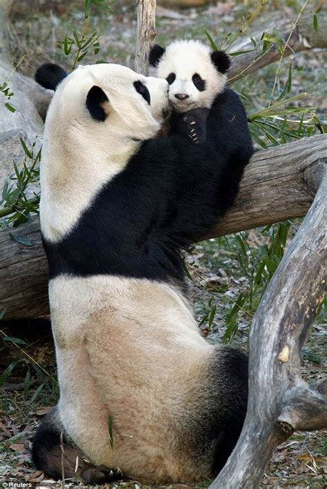 This New Set Of Panda Twins Are Too Adorable For Words