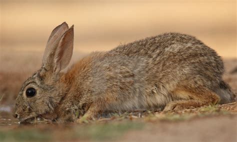 Best Information About Rabbit Water( water Bowl and Bottle )