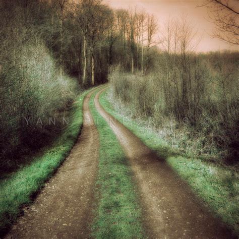 Forest Photography Landscape Photography Enchanted Forest - Etsy