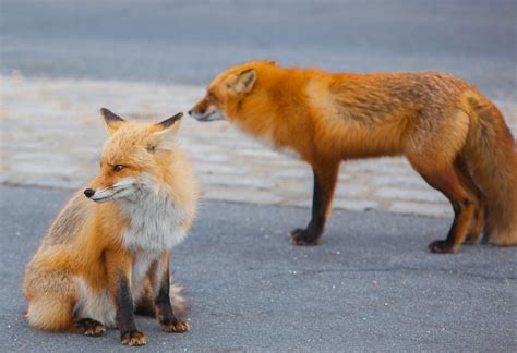 State: IBSP Foxes Are Not Being Trapped and Shot to Protect Birds ...