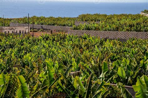 A banana plantation 22155038 Stock Photo at Vecteezy