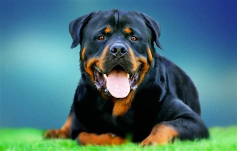 Rottweiler Puppies Hd Wallpaper Download ~ Dogs Wallpapers Hd Wallpaper ...