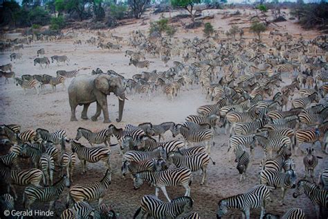 Botswana’s zebra migrations - Africa Geographic