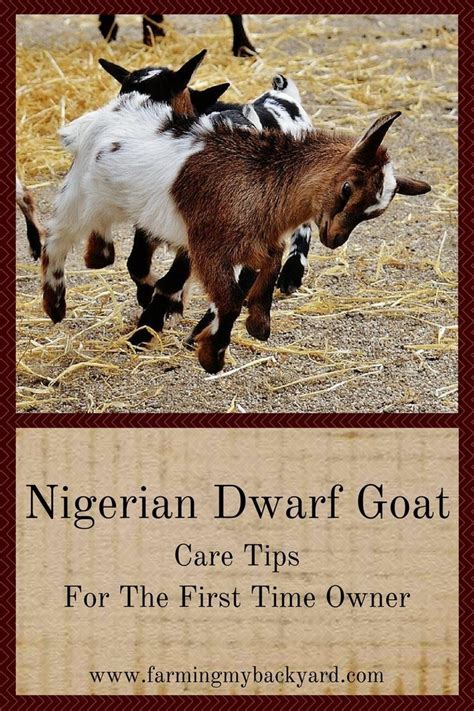 Nigerian Dwarf Goat Care Tips For the First Time Owner | Dwarf goats, Nigerian dwarf goats, Goat ...