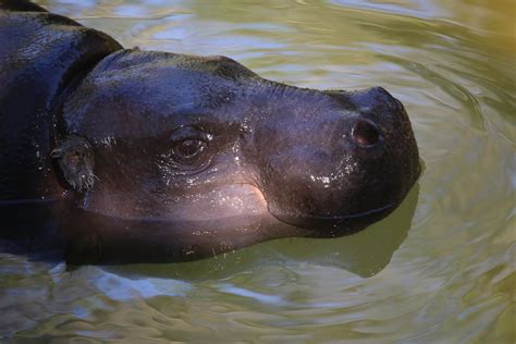 PYGMY HIPPOPOTAMUS | (Choeropsis liberiensis) pygmy hippopot… | Flickr