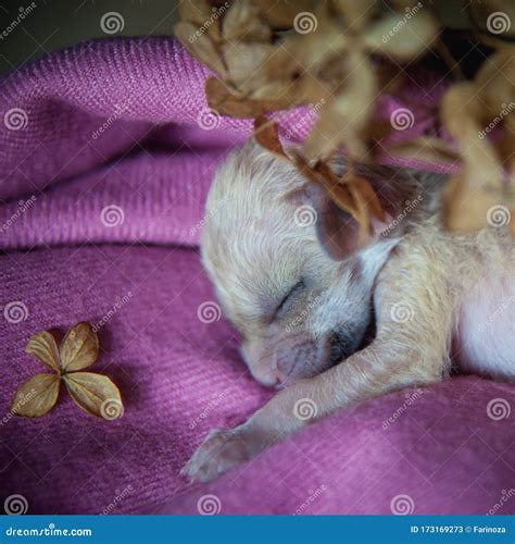 Newborn Fennec Fox Cub on Hand, 2 Weeks Old Stock Image - Image of pink ...