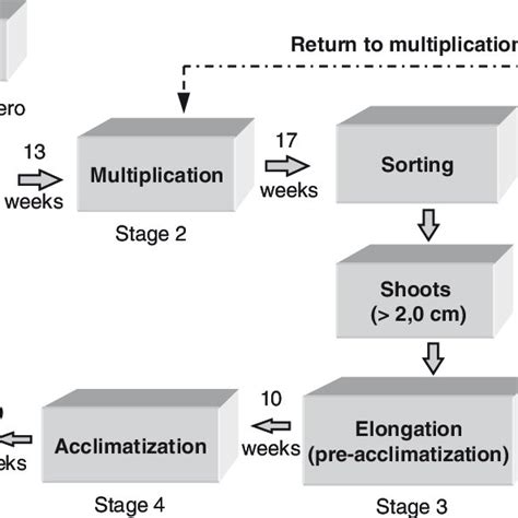 1. Process for ornamental bromeliad mass micropropagation (modified... | Download Scientific Diagram