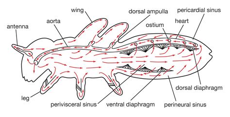 Insect Circulatory System Structure And Function Of Th | My XXX Hot Girl